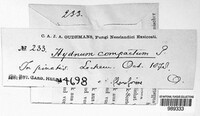 Hydnellum compactum image